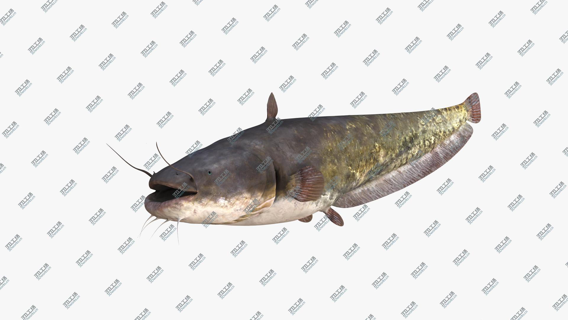 images/goods_img/202105072/European Wels Catfish Green-Brown 3D model/4.jpg